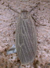Uniform Lichen Moth
